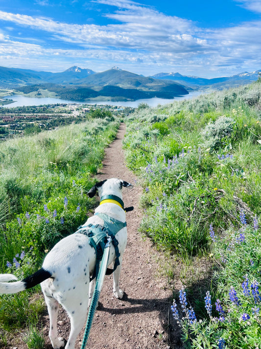 Five Must-Do Hikes Near Silverthorne, Colorado