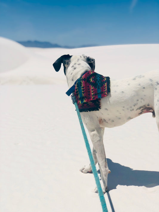 Exploring White Sands National Park