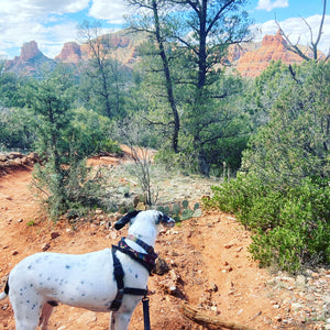 Dog Friendly Guide to Sedona, Arizona