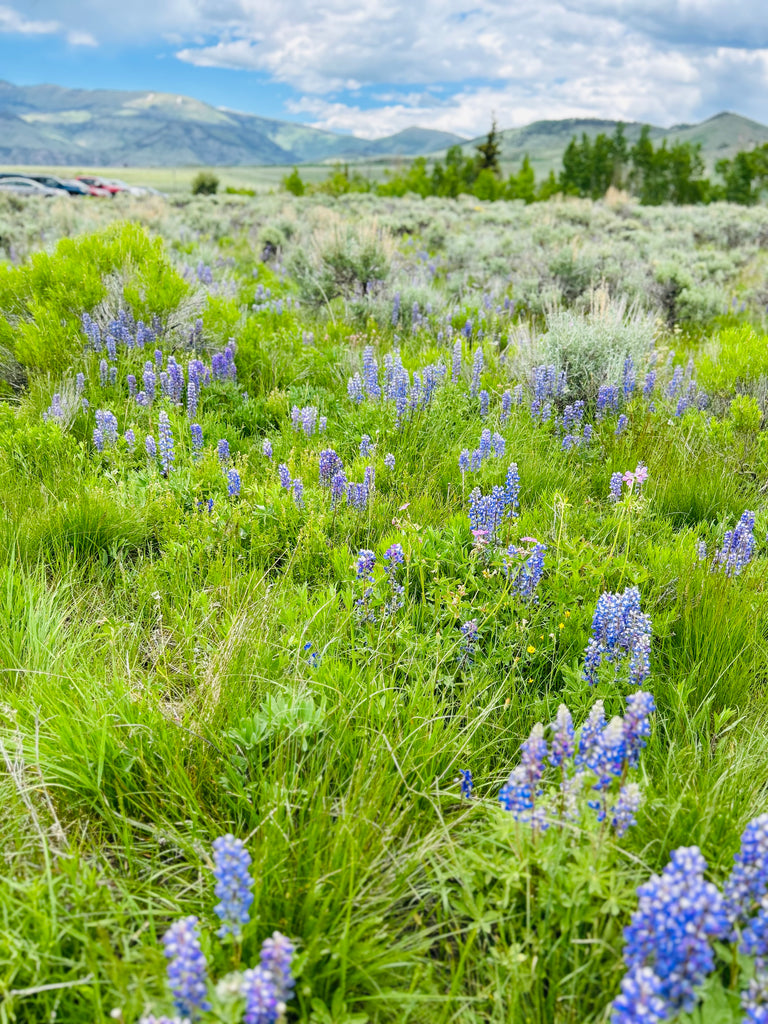 Exploring Colorado's Wildflowers: 5 Best Hiking Trails Close to Denver