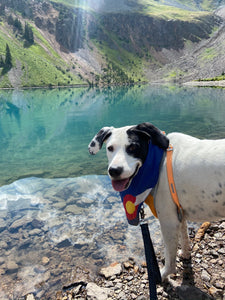 Three Dog Friendly Road Trip Ideas - Colorado, New Mexico and Arizona