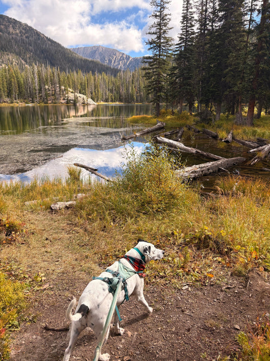 Dog-Friendly Guide to Steamboat Springs, Colorado