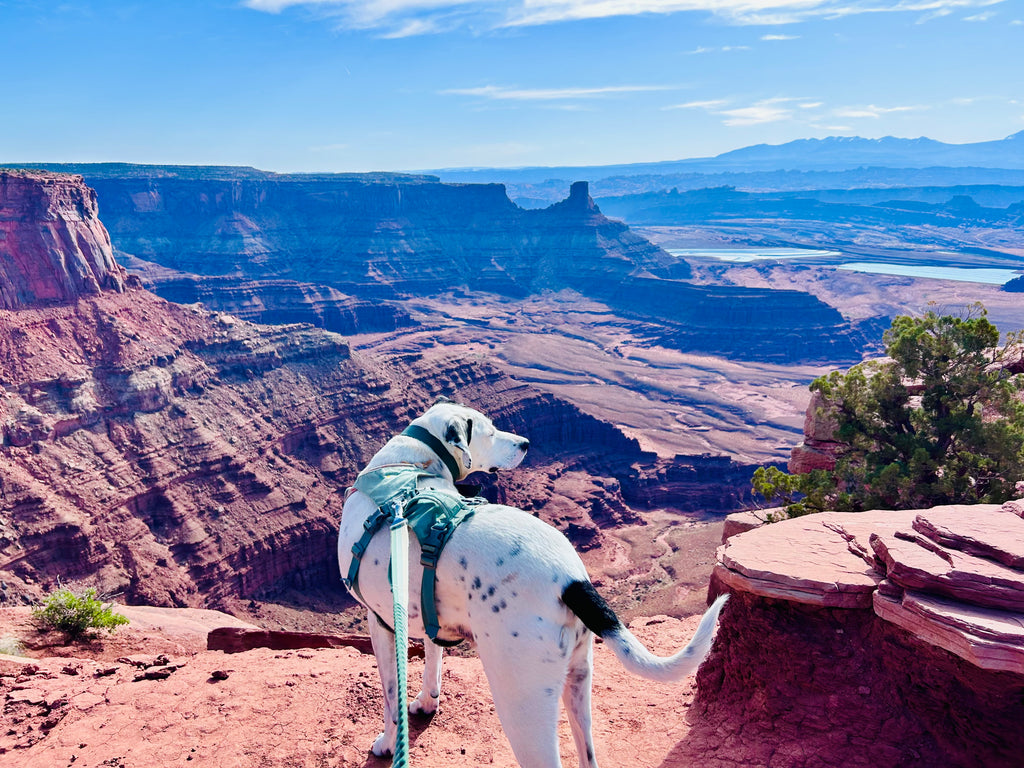 Dog-Friendly Hiking in Utah: An Adventure Guide